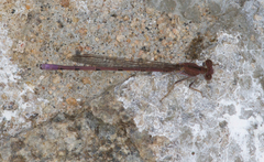 Argia pallens