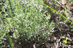 Gonocarpus elatus