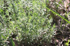 Gonocarpus elatus