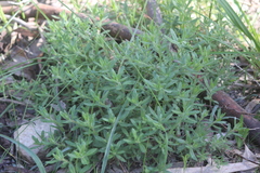 Gonocarpus elatus