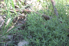 Gonocarpus elatus