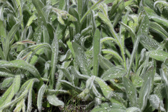 Hieracium cynoglossoides