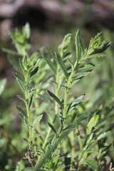 Gonocarpus elatus