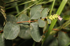 Symphoricarpos albus