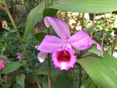 Sobralia decora