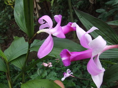Sobralia decora