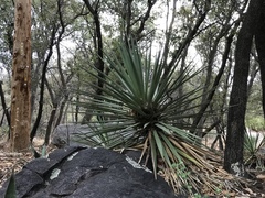 Yucca madrensis