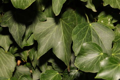 Hedera helix