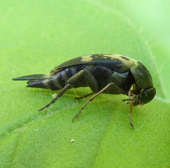 Glipa oculata