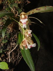 Leochilus leochilinus