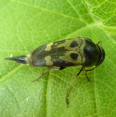 Glipa oculata