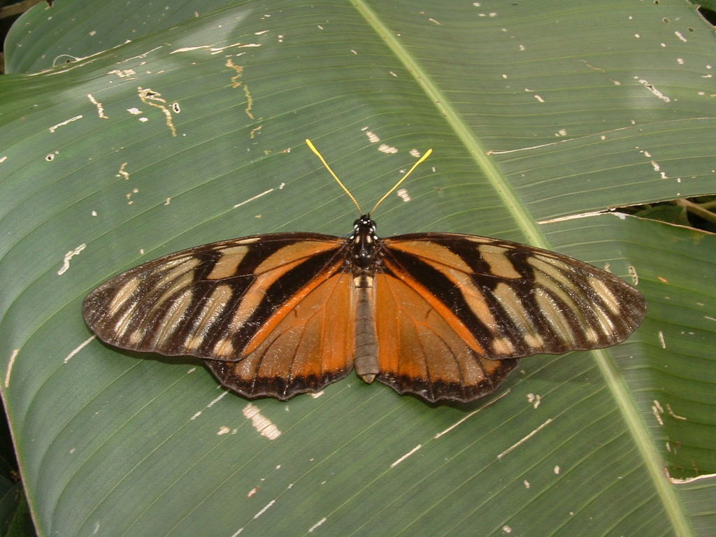 Clearwing Mimic-Queen