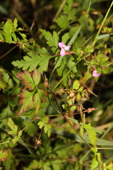 Geranium robertianum