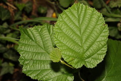 Corylus avellana