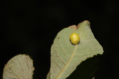 Euura pedunculi