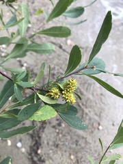 Myrica