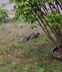Sciurus carolinensis