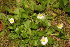 Bellis perennis