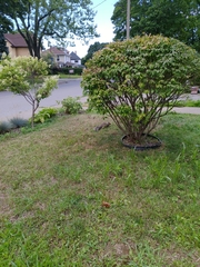 Sciurus carolinensis