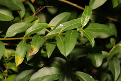 Ligustrum vulgare