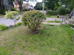 Sciurus carolinensis