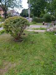 Sciurus carolinensis