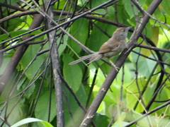 Synallaxis hypospodia