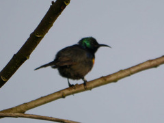 Cinnyris chloropygius