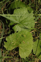 Alliaria petiolata