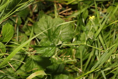 Geum urbanum