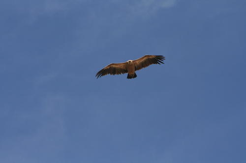 Eurasian Griffon