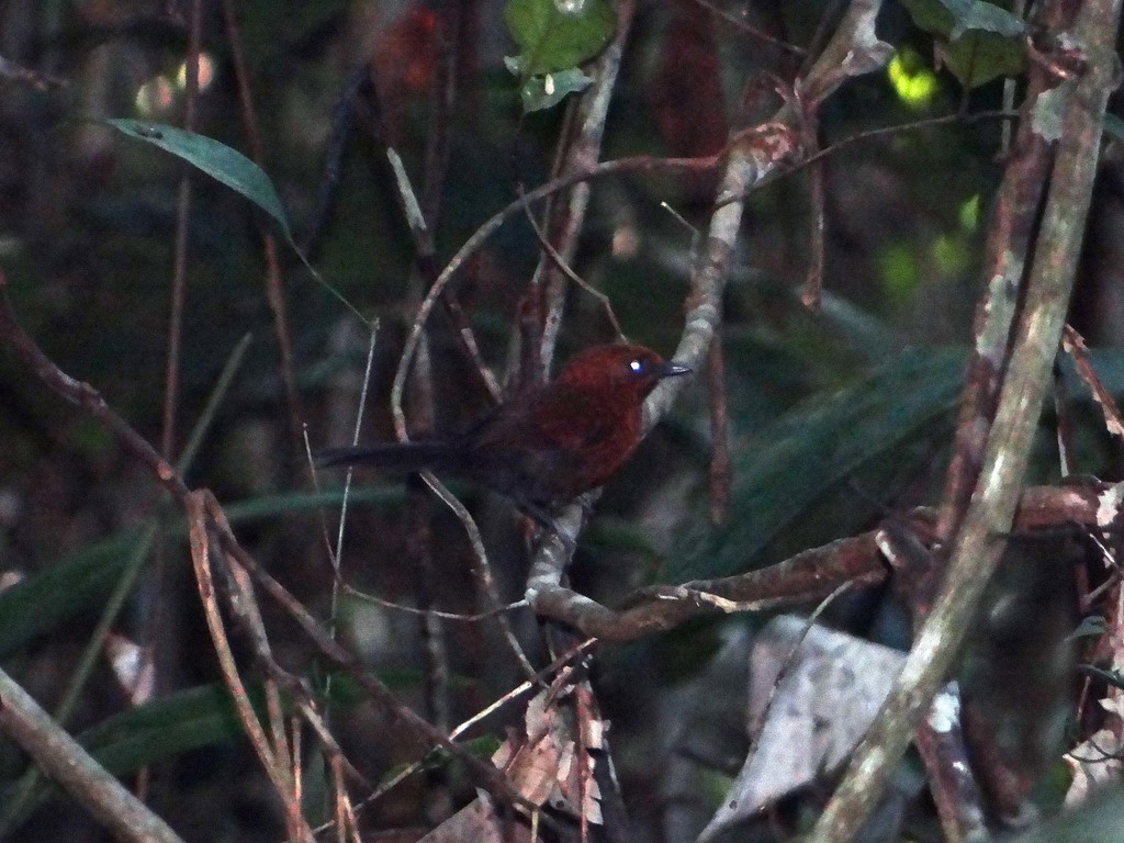 Ruddy Spinetail