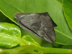Pochazia antica