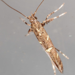 Caloptilia triadicae
