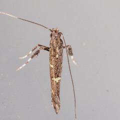 Caloptilia triadicae