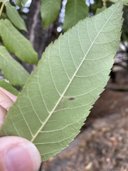 Stigmella longisacca