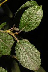 Salix caprea
