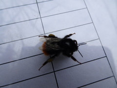 Bombus ruderarius