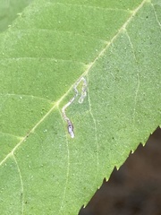 Stigmella longisacca