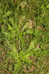 Plantago lanceolata