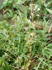 Capsella bursa-pastoris
