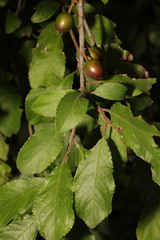 Prunus spinosa