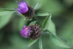 Centaurea decipiens