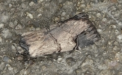 Dichagyris grotei