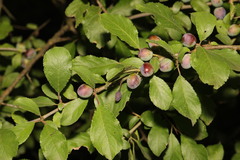 Prunus spinosa