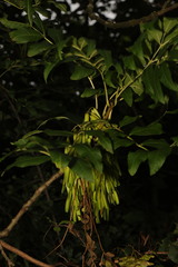 Fraxinus excelsior