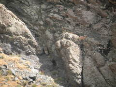 Capra aegagrus aegagrus