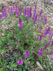 Hedysarum occidentale