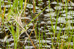 Rhionaeschna marchali