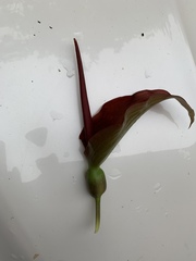 Typhonium trilobatum